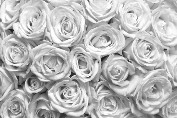 istock Black and white background with beautiful roses 1173356165