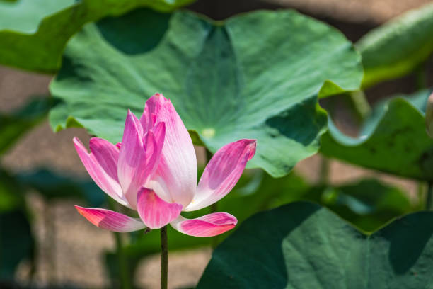 istock pink Lotus flower 1173356390
