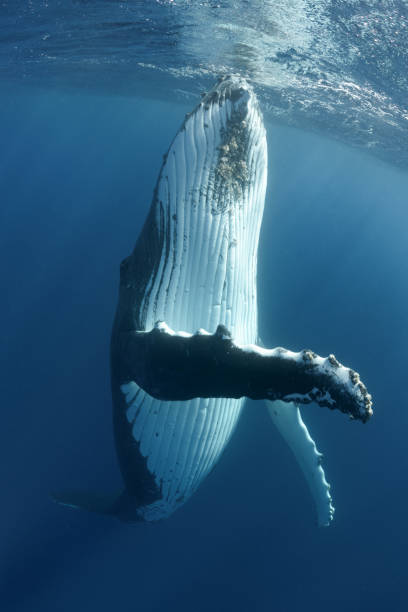 istock Humpback Whale Spy Hop 1173356477