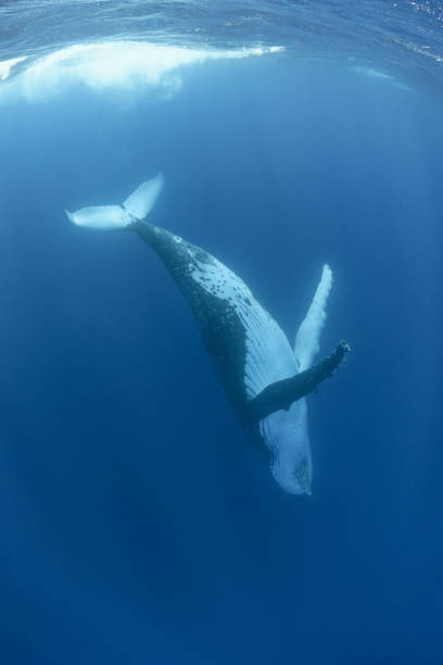 Playful Juvenile Humpback Whale A juvenile humpback whale dives back down to its mother after getting a breath at the surface near Tonga. scuba diving family stock pictures, royalty-free photos & images