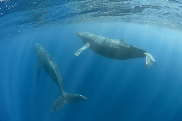istock Pair of Male Humpback Whales 1173356500