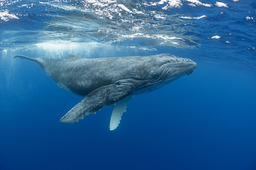 A juvenile humpback whale plays at the surface before diving back down to its mother near Tonga.