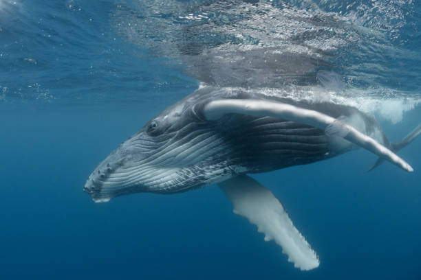 istock Playful Juvenile Humpback Whale at the Surface 1173356568