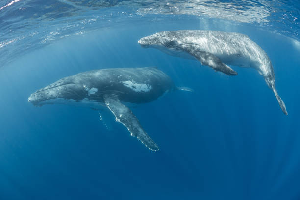 istock Mom and Calf Humpback Whales 1173356569