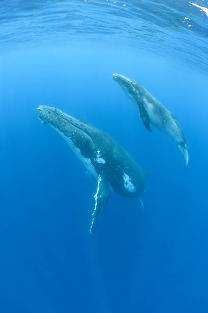 istock Mom and Calf Humpback Whales 1173356570