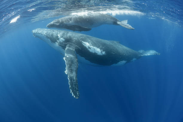 istock Mom and Calf Humpback Whales at the Surface 1173356574