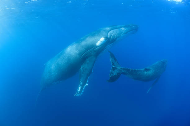 istock Mom and Calf Humpback Whales 1173356583