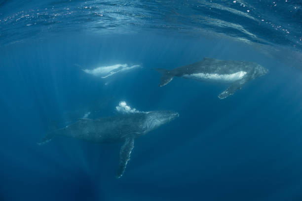 istock Four Male Humpback Whales Underwater 1173356584