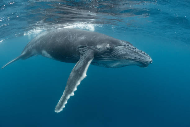 istock Playful Juvenile Humpback Whale at the Surface 1173356585