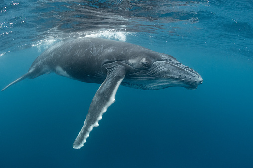 A juvenile humpback whale dives back down to its mother after getting a breath at the surface near Tonga.