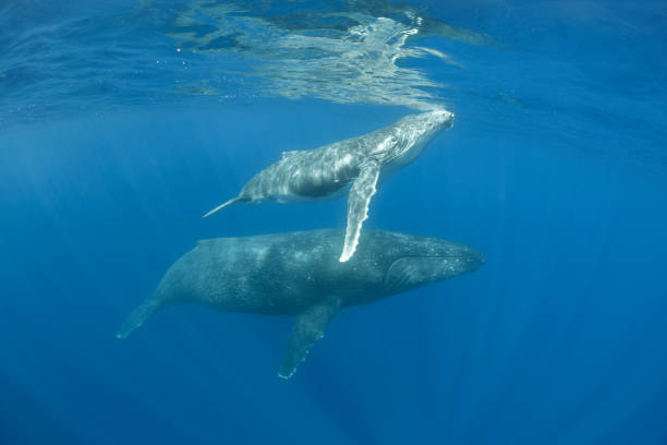 istock Mom and Calf Humpback Whales 1173356586