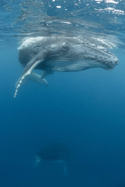 istock Mom and Calf Humpback Whales 1173357493
