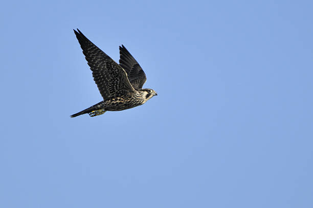 istock Peregrine Falcon Wings Up 117335767