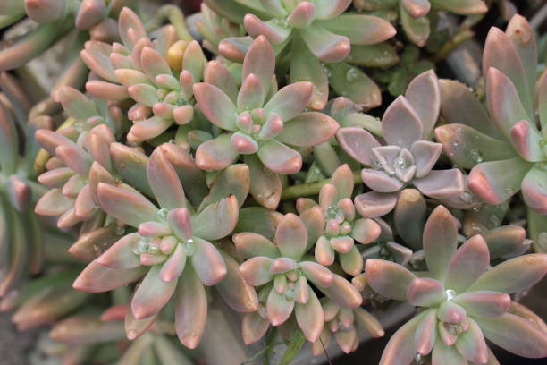 istock Succulent plant with raindrops 1173358422