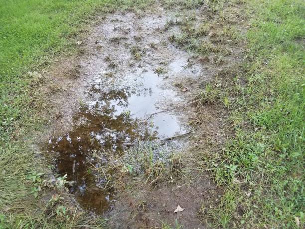 istock mud puddle and dead grass and green grass 1173358499