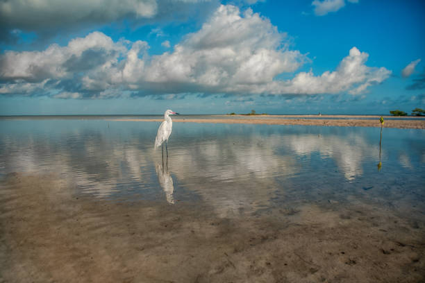 A small white heron is standing in the lagoon, in the background are beautiful clouds. Egretta garzetta.