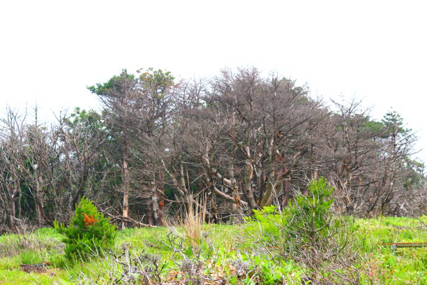 Dry trees with bare branches on a rocky hillside under blue sky. Natural arid landscape.