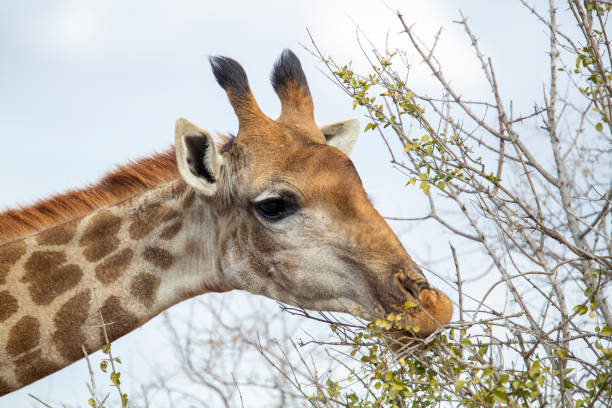 istock Portrait of a giraffe 1173359096