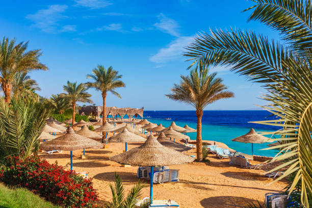 spiaggia soleggiata del resort con palma sulla riva della costa del mar rosso a sharm el sheikh, sinai, egitto, asia in estate calda. luce solare intensa - landscape sunny day sunlight foto e immagini stock