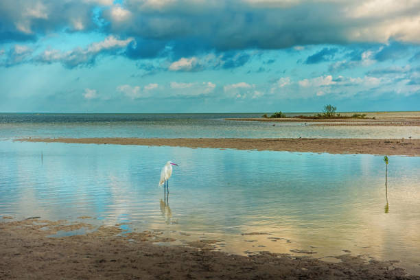 istock A small white heron is standing in the lagoon. Egretta garzetta. 1173360101