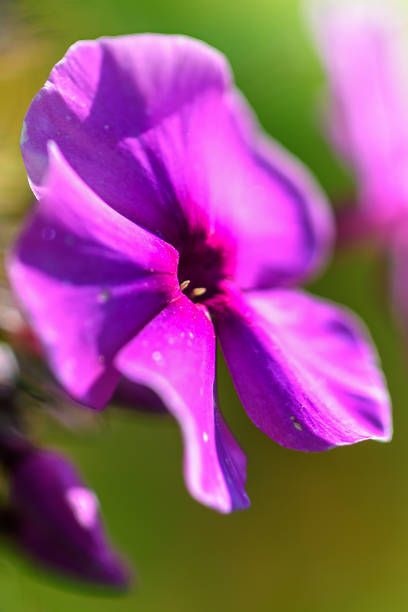 istock Purple wild flower closeup 1173360644