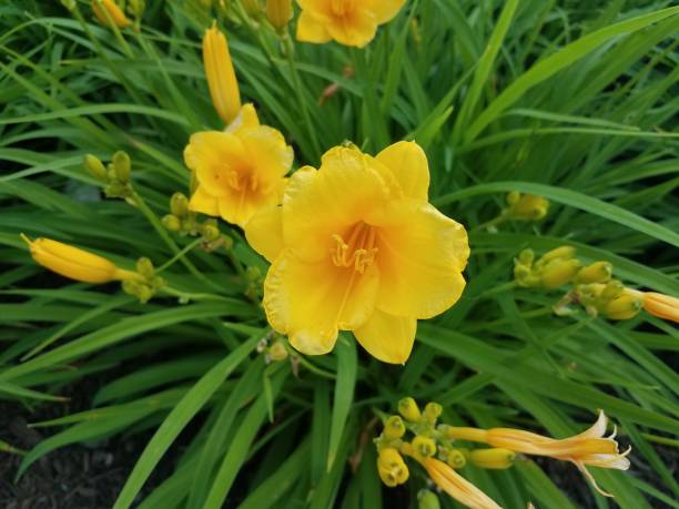 istock plant with yellow flowers 1173361324