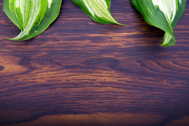 istock Green leaves on brown wooden background.Copy space 1173361735