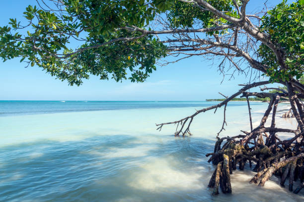 Cayo Jutias - Cuba