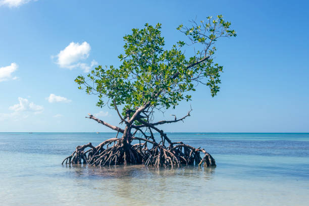 istock Cayo Jutias - Cuba 1173362314