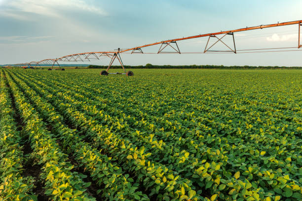 istock Irrigation sprinklers in young soybean field 1173362385