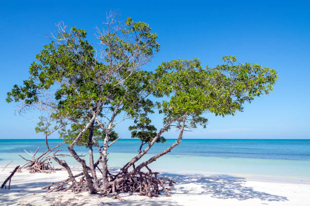 istock Cayo Jutias - Cuba 1173363110