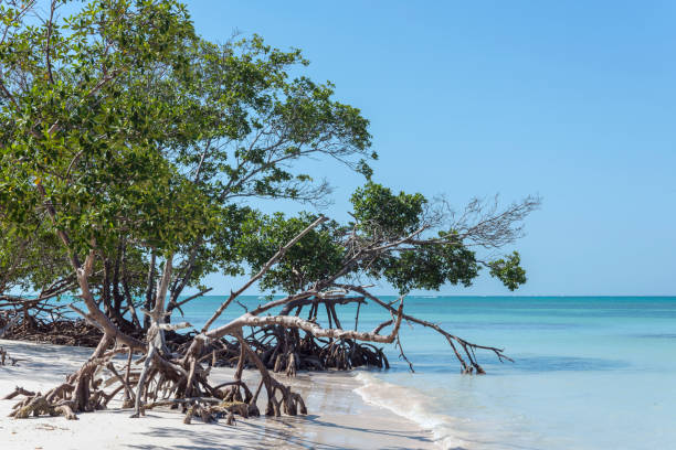 istock Cayo Jutias - Cuba 1173363248