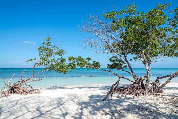 istock Cayo Jutias - Cuba 1173363418