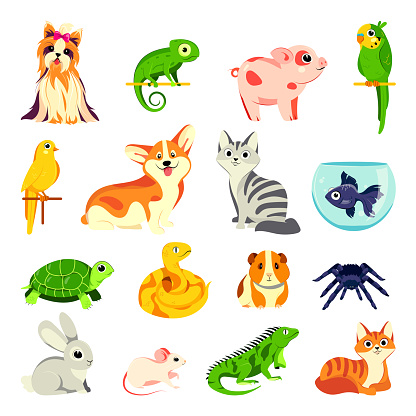 Pets animals set. Vector flat cartoon illustrations. Exotic domestic animal, birds and reptiles isolated on white background.