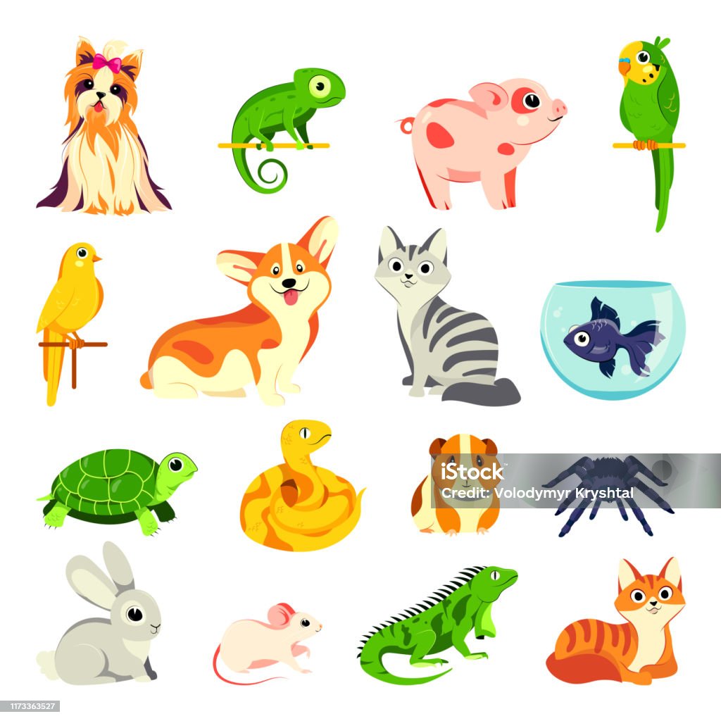 Pets Animals Set Vector Flat Cartoon Illustrations Exotic Domestic Animal  Birds And Reptiles Stock Illustration - Download Image Now - iStock