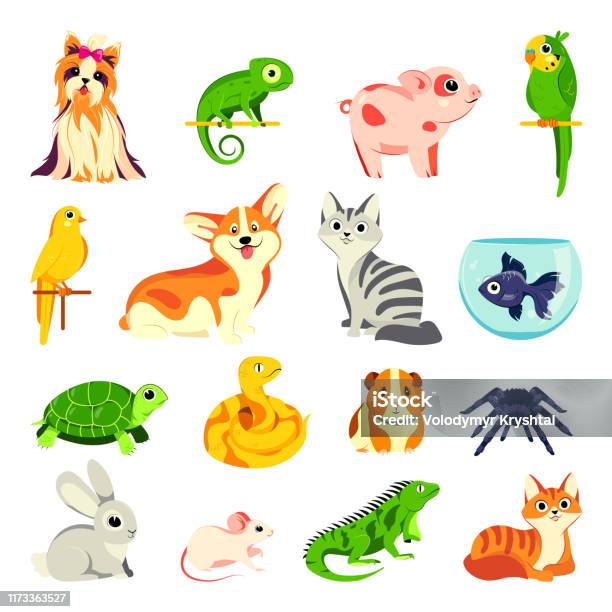 Pets Animals Set Vector Flat Cartoon Illustrations Exotic Domestic Animal  Birds And Reptiles Stock Illustration - Download Image Now - iStock
