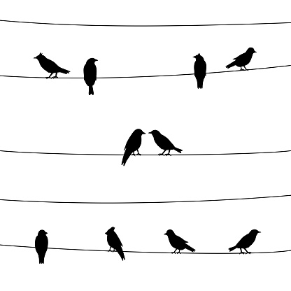 A silhouette of birds on wires.