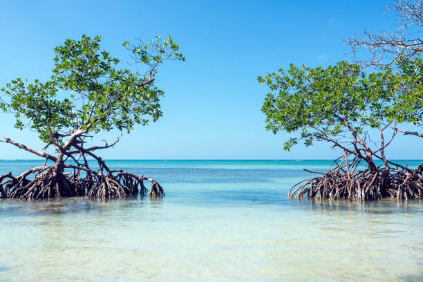 Cayo Jutias - Cuba