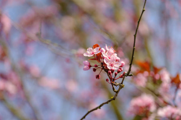 아름 다운 핑크 꽃입니다. - nature spring bouquet panicle 뉴스 사진 이미지
