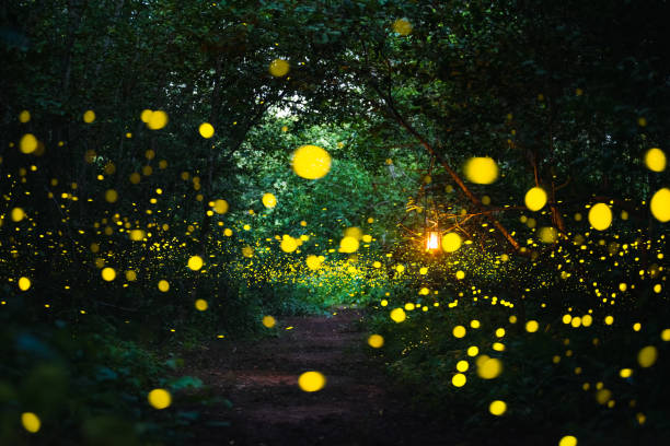 Firefly flying at night in the forest Firefly, lightning bugs flying at night in the forest in Thailand, Lights in the night firefly forest stock pictures, royalty-free photos & images