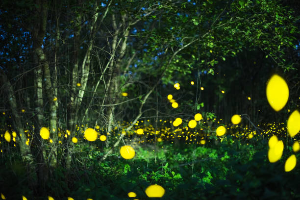 istock Firefly flying at night in the forest 1173364781