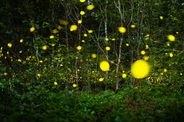 istock Firefly flying at night in the forest 1173364819