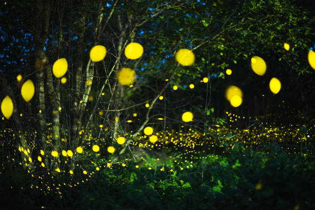 istock Firefly flying at night in the forest 1173364937