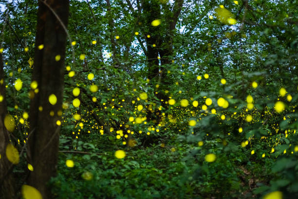 istock Firefly flying at night in the forest 1173366171