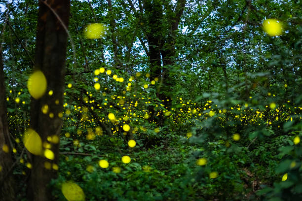 istock Firefly flying at night in the forest 1173366353