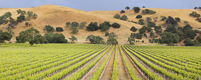 Santa Barbara County has been a wine growing region since the late 1900’s. It is home to more than 115 wineries and 21,000 acres of vineyards known for their Chardonnay, Pinot Noir and Rhone varietals. Many of the vineyards are surrounded by rolling hills, winding roads and oak trees.