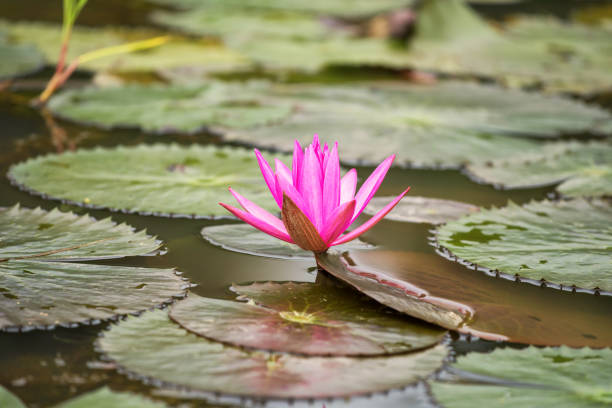 istock pink lotus flower on pond 1173368482