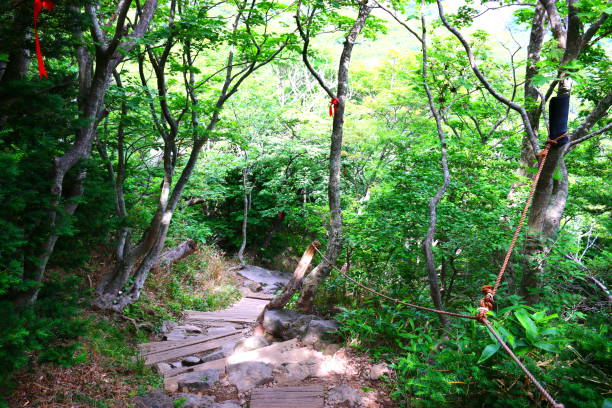 istock Hallasan, Mountain, Mountain, Mountain, Forest, Mountain, Forest, Forest, Azalea, Rock, YoungSil Course, YoungSil Course, 1173368496