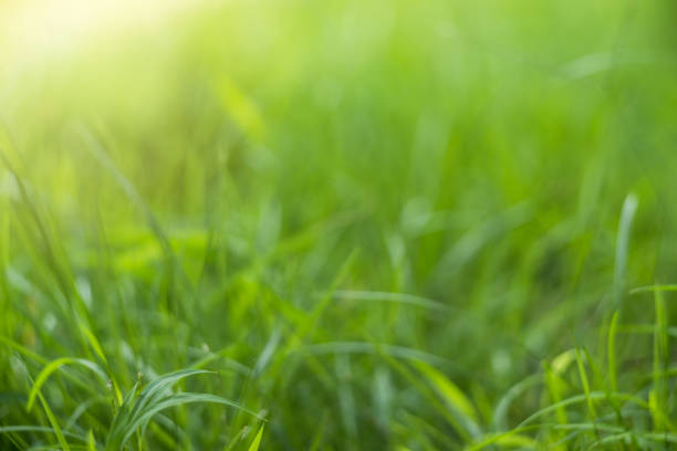 istock Green Abstract bokeh from nature background 1173368760