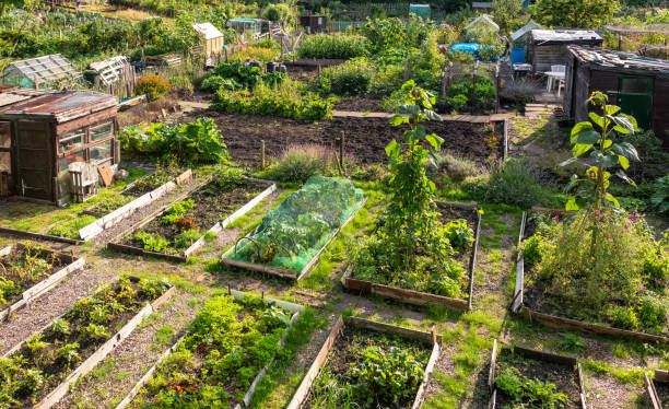 A British allotment garden, common in cities and towns, where people grow plants in a shared overall area.